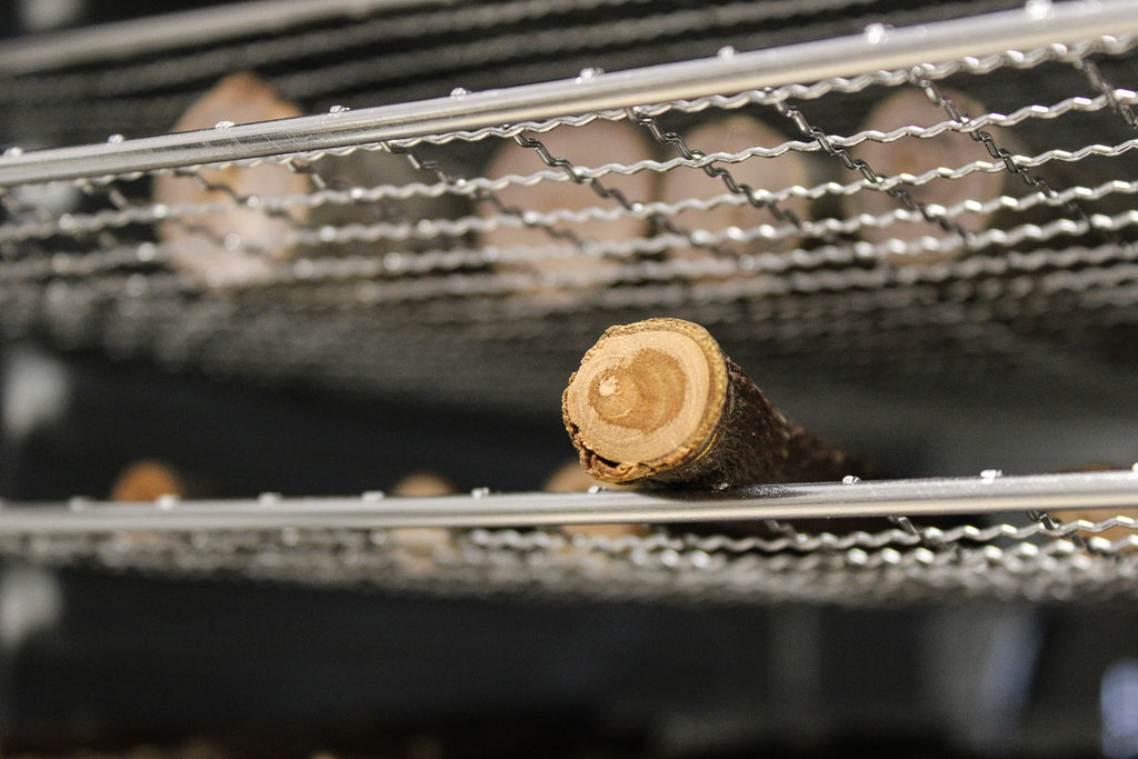 Natural Apple Wood Chew Sticks for Rabbits & Chinchillas | Safe & Eco-Friendly Pet Chews