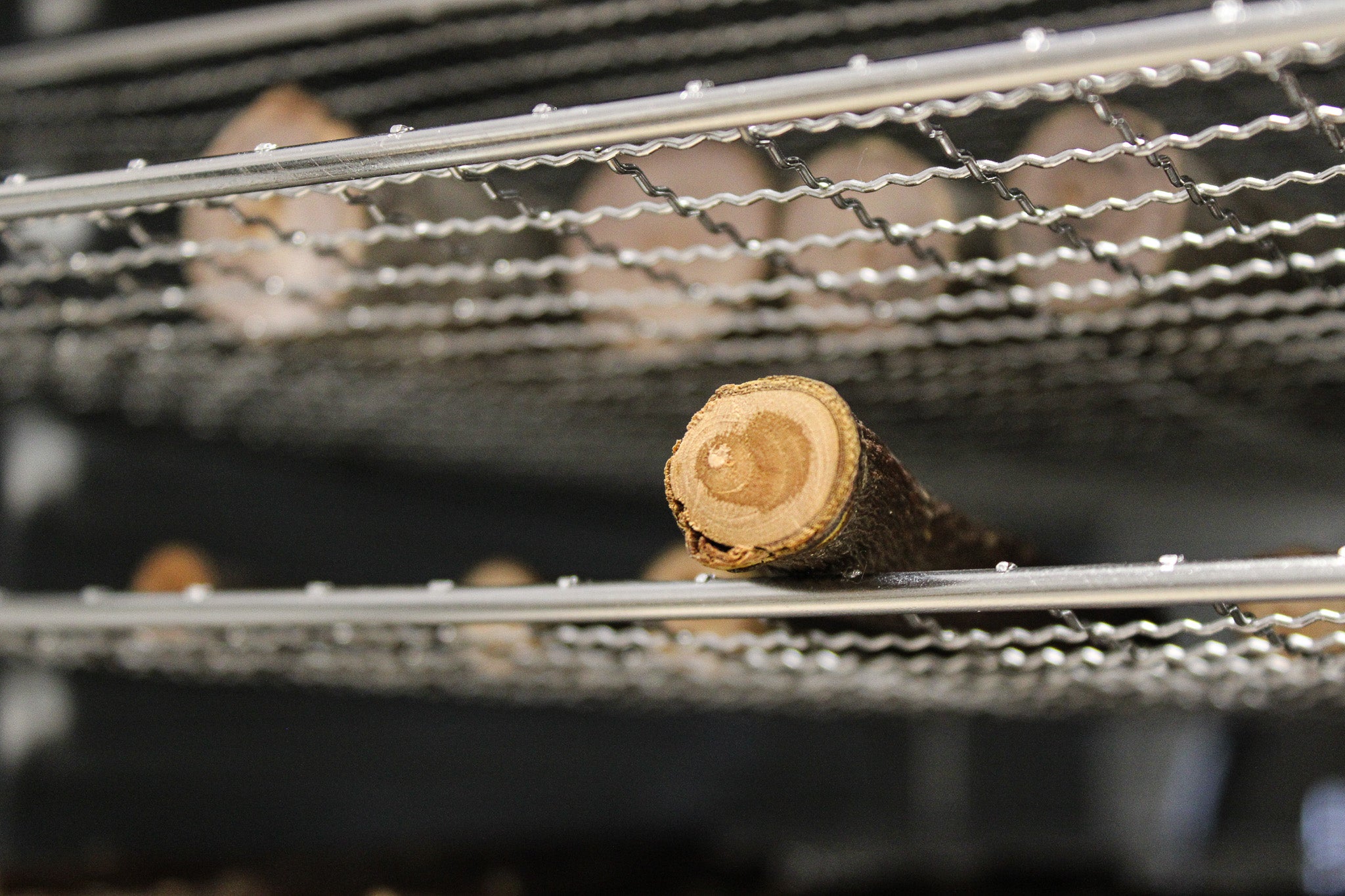 Natural Apple Wood Chew Sticks for Rabbits & Chinchillas | Safe & Eco-Friendly Pet Chews
